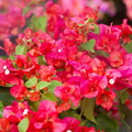 Bengal Orange Bougainvillea Starter Plant | Well-Rooted Plug for Indoor & Outdoor
