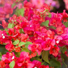 Bengal Orange Bougainvillea Starter Plant | Well-Rooted Plug for Indoor & Outdoor