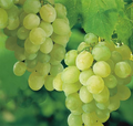 Sweet Seedless Green Grape Cutting Vine - Rooted Starter Plant (Vitis vinifera)