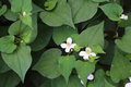 Fish Mint (Houttuynia cordata) Bare Root Plants — 15 Live Perennial Ground Cover