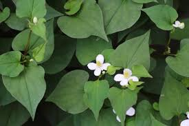 Fish Mint (Houttuynia cordata) Bare Root Plants — 15 Live Perennial Ground Cover