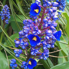 Sapphire Blue Ginger (Dichorisandra Thyrsiflora) - Live Starter Plant in Pot