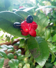 Ochna Serrulata (Mickey Mouse Plant) Seeds - 35 Fresh Seeds for Bonsai, Tropicals, Houseplant
