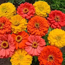 Zinnia Fruity Beauty Mix Seeds - 200 Non-GMO Annuals for Pollinators