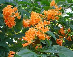 Orange Zest Jasmine (Cestrum aurantiacum) Starter Plant – Live Flowering Shrub for Butterflies, Zones 7-8