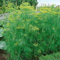 Dill Bouquet Seeds - Anethum graveolens | 1g (Approx. 600 Seeds) Non-GMO Heirloom