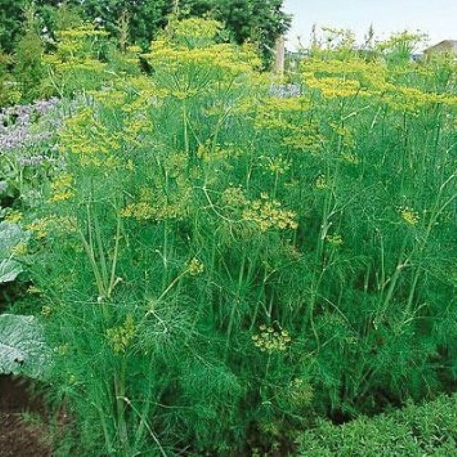 Dill Bouquet Seeds - Anethum graveolens | 1g (Approx. 600 Seeds) Non-GMO Heirloom