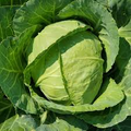 Cabbage Golden Acre Seeds – Heirloom, 1g for Planting, Compact Heads, Cold Hardy