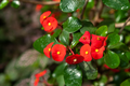 Red Crown of Thorns Cutting (Euphorbia milii) - Unrooted, Drought-Tolerant Succulent