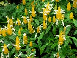 Yellow Shrimp Plant Starter Plant - Pachystachys lutea (Golden Shrimp Plant) 3-5" Plug