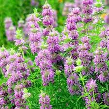 Lemon Mint Seeds (Monarda citriodora) – 1,000 Non-GMO Culinary Herb