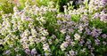 Thyme (Thymus vulgaris) Seeds – 300 Seed Pack for Culinary Use & Pollinator Garden