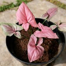 Syngonium podophyllum 'Pink Perfection' - Live Arrowhead Plant in 4" Pot