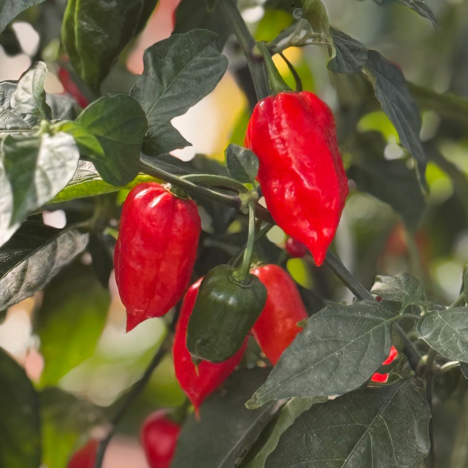 Ghost Pepper Seeds Bhut Jolokia - Super Hot Chili, Heirloom (20 Seeds)