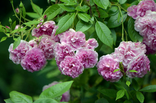 Live Heirloom 7 Sisters Pink Rose Bush - Bare Root Starter Plant (3–6")