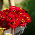Zinnia Meteor Seeds - Burgundy Red, 200 Count | Non-GMO Heirloom