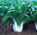 Pak Choi White Stem Seeds – 1g, Heirloom Brassica rapa var. chinensis, Fast-Growing Cold-Hardy