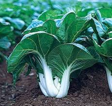 Pak Choi White Stem Seeds – 1g, Heirloom Brassica rapa var. chinensis, Fast-Growing Cold-Hardy