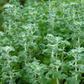 White Horehound Seeds (Marrubium vulgare) – 500 Seeds, 10-18" Tall, Full Sun