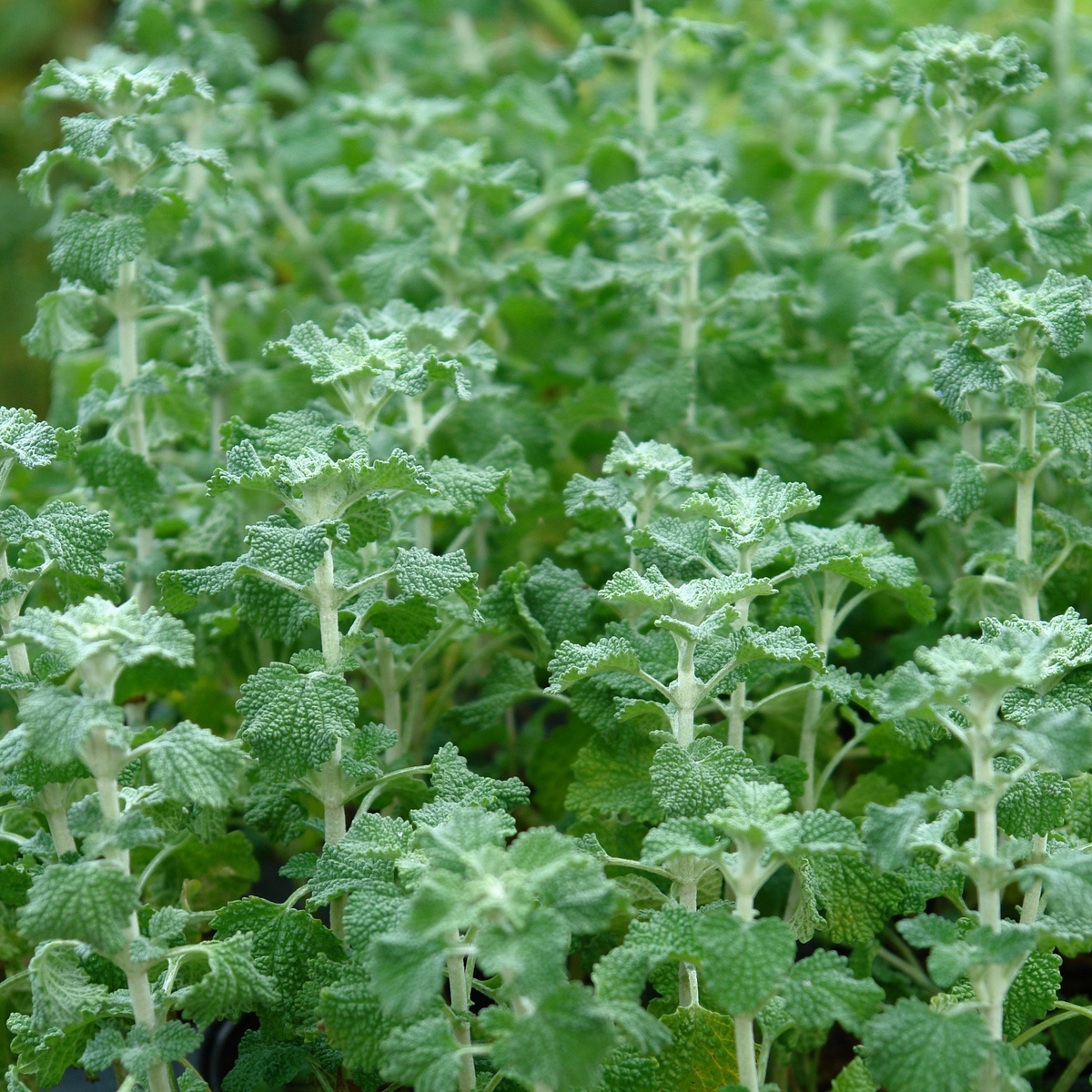 White Horehound Seeds (Marrubium vulgare) – 500 Seeds, 10-18" Tall, Full Sun