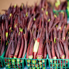 Okra Red Burgundy Seeds - Abelmoschus esculentus | 1g Heirloom, Non-GMO, Heat Tolerant