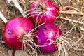 Red Creole Onion - 200 Seeds (Allium cepa) Heirloom, Sweet-Tangy Flavor