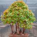 Acer elegantulum (Elegant Maple) Tree Seeds – 10 Seeds, Rare Ornamental Shade Tree