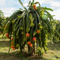 American Beauty Dragon Fruit Cuttings (3) 8-10" Red Flesh Self-Pollinating - Ready to Plant
