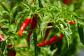 25 Long Thin Red Cayenne Pepper Seeds – Capsicum annuum, Heirloom, Non-GMO