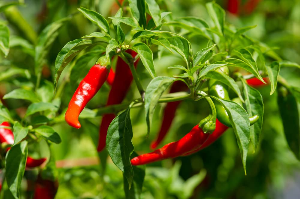 25 Long Thin Red Cayenne Pepper Seeds – Capsicum annuum, Heirloom, Non-GMO