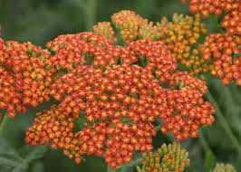 Yarrow Sunset Mix Seeds (Achillea millefolium) - 1500 Non-GMO Perennial, Drought-Tolerant, Gold & Red Flowers