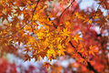 Acer mono Painted Maple Tree Seeds - Hardy Deciduous Shade Tree (10 Seeds)