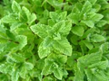 Peppermint (Mentha × piperita) Seeds – 2000 seeds for Tea & Culinary Use