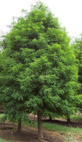 Bald Cypress Tree (Taxodium distichum) - Live Bare Root Plant, 2-3 ft