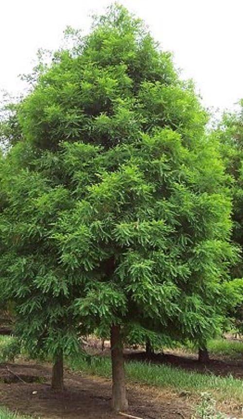 Bald Cypress Tree (Taxodium distichum) - Live Bare Root Plant, 2-3 ft