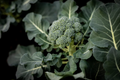 Broccoli Dicicco Seeds - 300 Seeds, Brassica oleracea, Heirloom