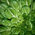 Pak Choi Tatsoi Seeds - Brassica rapa subsp. narinosa, 250 Seeds