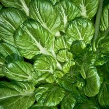 Pak Choi Tatsoi Seeds - Brassica rapa subsp. narinosa, 250 Seeds