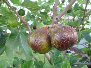 Olympian Fig Tree (Ficus carica) Starter Plant - Live Edible Fruit Tree, 3-8" tall