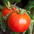 Tomato Legend Seeds (Solanum lycopersicum) – 100 mg, Early-Maturing, Disease-Resistant