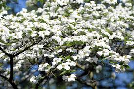 White American Flowering Dogwood Tree Seeds (Cornus florida) – 10 Seeds