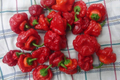 Scotch Bonnet Red Hot Pepper Seeds (Capsicum chinense) - 30 Seeds, Caribbean Habanero-Style