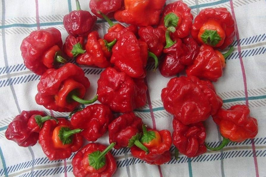 Scotch Bonnet Red Hot Pepper Seeds (Capsicum chinense) - 30 Seeds, Caribbean Habanero-Style