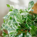 Pothos Pearls and Jade - 3 Cuttings (4”-5”) Easy-Care Devil’s Ivy Houseplant
