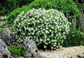Gardenia jasminoides Starter Plant – Fragrant White Blooms, 1-2 ft, Ready to Plant