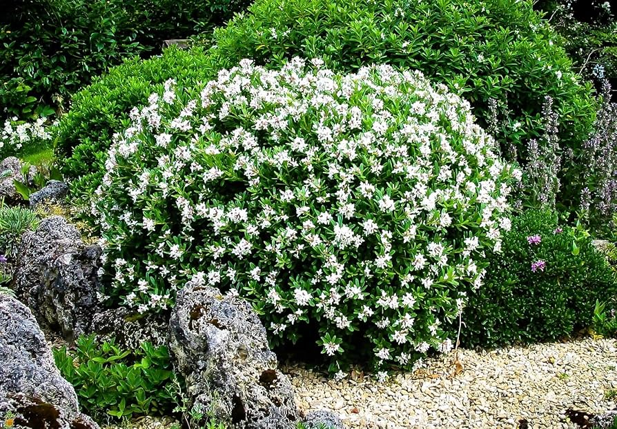 Gardenia jasminoides Starter Plant – Fragrant White Blooms, 1-2 ft, Ready to Plant