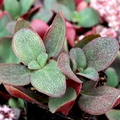 Crassula Multicava ‘Green Fairy Jade’ - 2 Unrooted 2” Cuttings