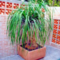 10 Ponytail Palm Seeds Beaucarnea recurvata – Rare Elephant Foot Caudex