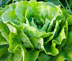 Buttercrunch Butterhead Lettuce Seeds (700) - Heirloom Lactuca sativa
