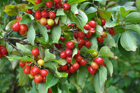 Cornelian Cherry Tree Seeds (Cornus mas) – 20 Non-GMO Edible Berry Seeds